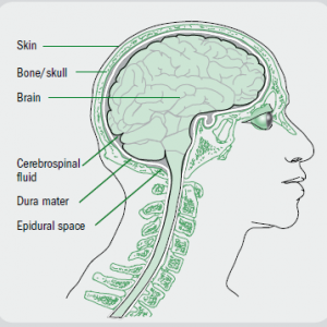 Structure_of_ head_and_brain