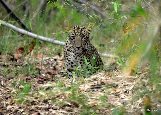 Farmer kill leopard in ‘self-defence’ in Nagpur