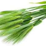 Barley Grass