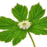 Goldenseal