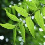 Neem Leaves