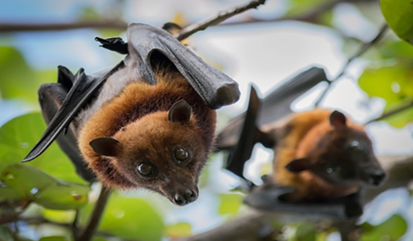 Don’t panic, no case of Nipah virus in Maharashtra.