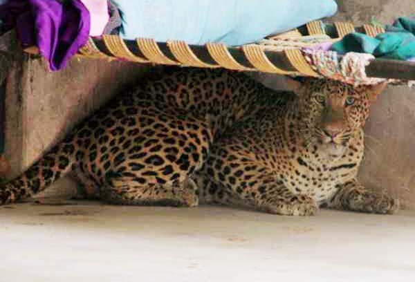 leopard-killed-goat-in-chadrapur-district