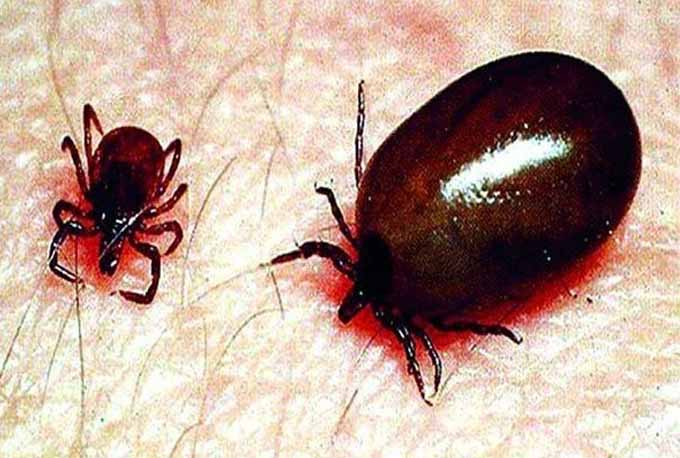 स्क्रब टायफस , Nagpur Under Grips of Scrub Typhus