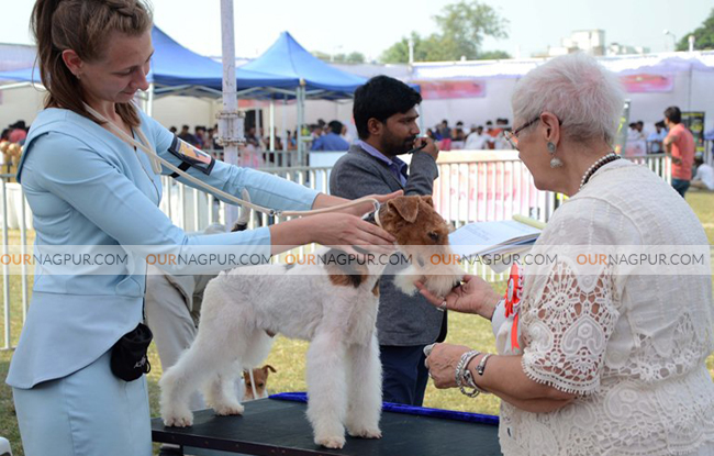 डॉग चैम्पियनशिप स्पर्धा