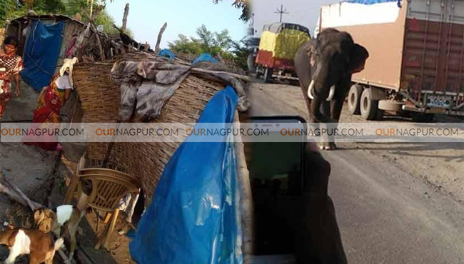 पांढरकवडा वाघिणीला जेरबंद करण्यासाठी आणलेल्या हत्तीचा हैदोस