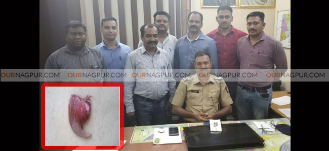 वाघाचे नख विकणा-यास जरीपटका पोलीसांनी केली अटक