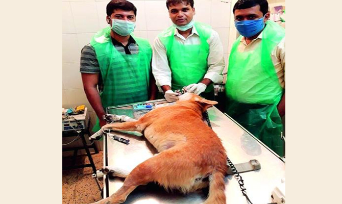 India’s first root canal treatment on animal done by Nagpur dentist