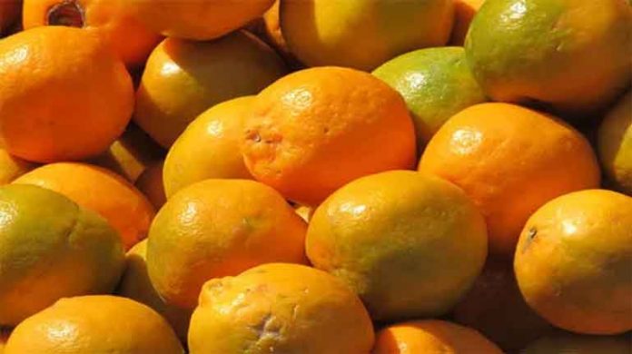 संत्रा उत्पादक संत्रा उत्पादक