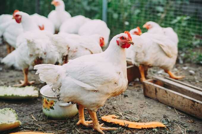 BIRD-FLU-in-INDIA-How-does-it-spread-What-are-the-symptoms-All-you-need-to-know