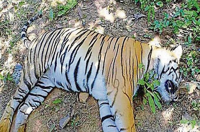 विदर्भात वन्यजीवन धोक्यात, 24 तासात 3 वाघांचा मृतदेह आढळून आल्याने खळबळ