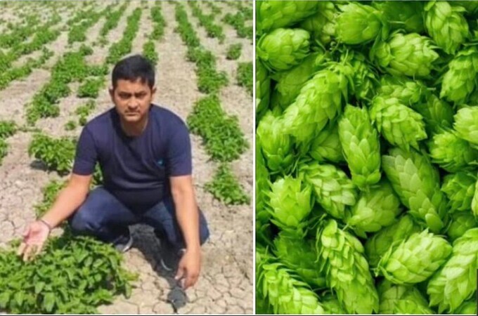 Remember Bihar's ₹ 1 Lakh Per kg Crop? Report Says It Was A Big Lie