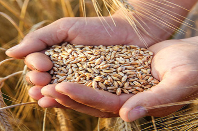 गरिबांना एक महिन्याचे मोफत धान्य, ३२ लाखांवर लोकांना मिळणार याचा लाभ