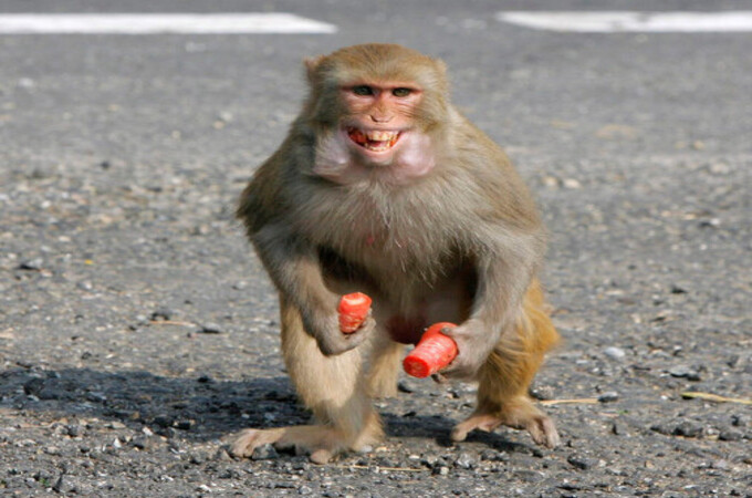 माकडांच्या टोळक्यांचा धुमाकूळ, आठ जणांना घेतला गंभीर चावा