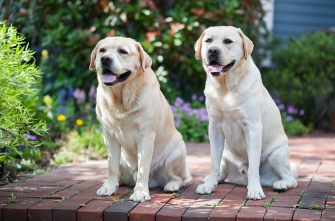 Dogs can be trained to detect 90% of Covid-19 infections, even Asymptomatic: Study