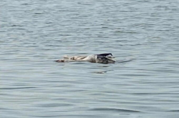 Bodies in PPE kits found floating in Ganga near Gulabi Ghat in Patna