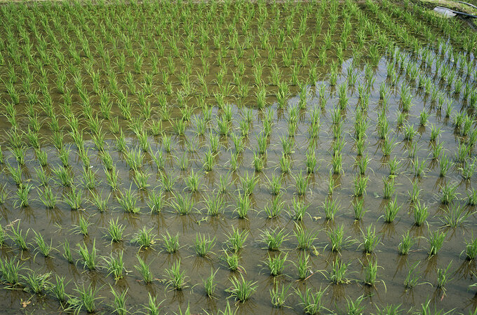 लुप्तप्राय झालेल्या धानाच्या प्रजातींपैकी ६० प्रजाती तब्बल ५० वर्षांनंतर मातीवर उगवणार