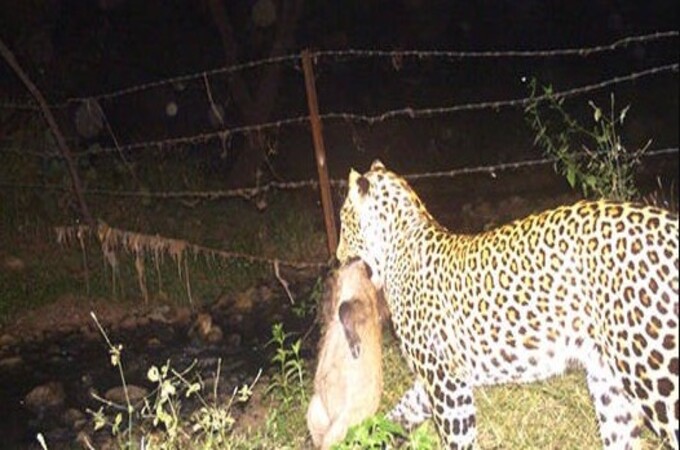 Nagpur news: Leopard spotted in Gayatri Nagar, behind IT Park