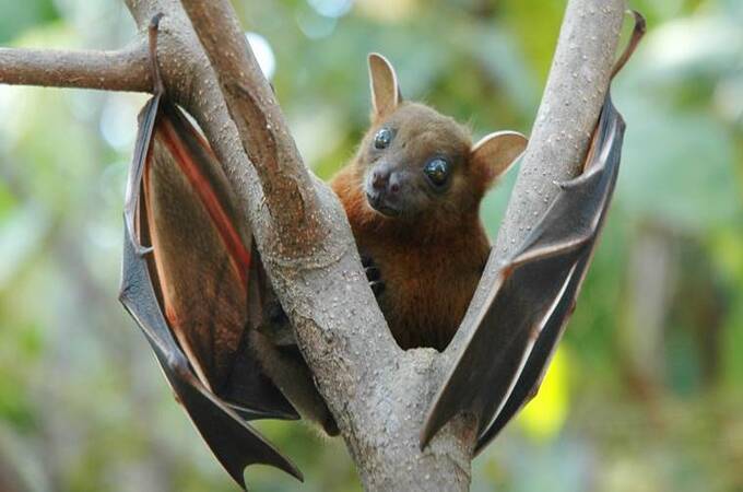fruit-bat nipah