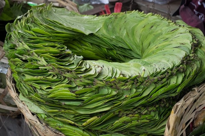 betel leaf