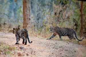 leopards in NNTR