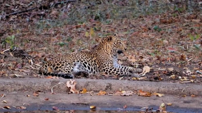 lepord NNTR lepord NNTR