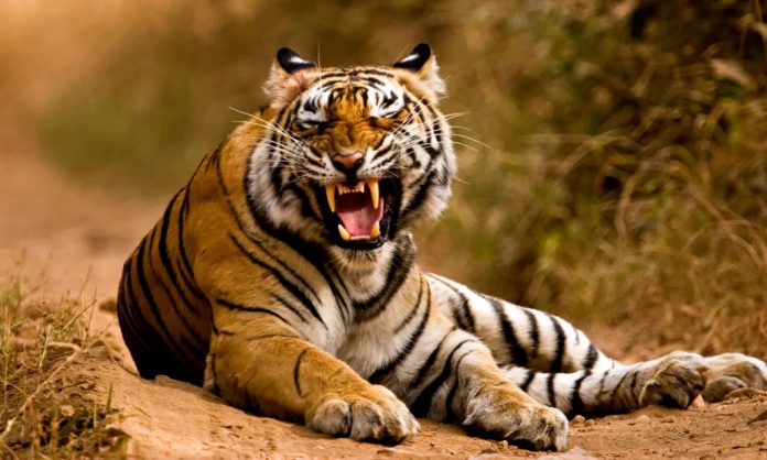 Tiger kills middle-aged woman in Dhanoli