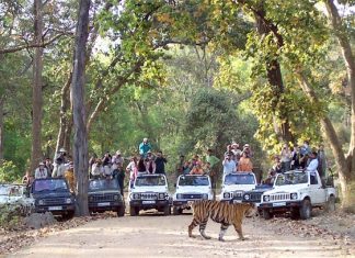 Limited jungle safari at Pench, Bor Tiger Reserves, UPKWLS till Oct 15 Limited jungle safari at Pench, Bor Tiger Reserves, UPKWLS till Oct 15