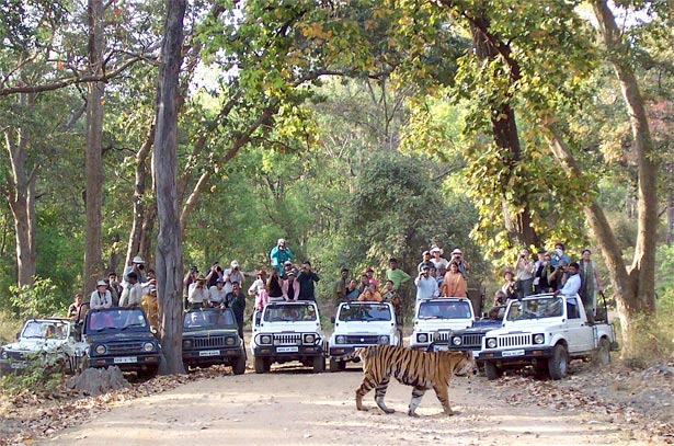 Limited jungle safari at Pench, Bor Tiger Reserves, UPKWLS till Oct 15