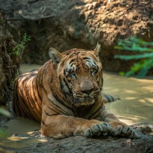 Famous Old Waghdoh Tiger Dies in Tadoba Buffer