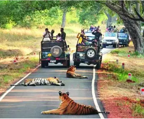 Tadoba guides on strike