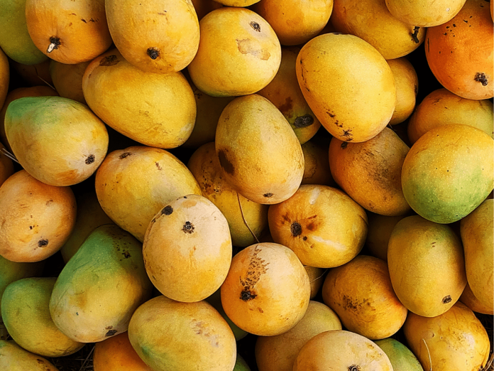 Mango prices drop with increased supply in Nagpur markets