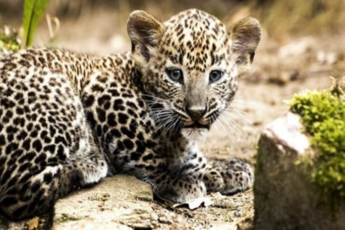 Leopard cub found dead near Gorewada Zoo in Nagpur