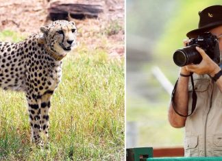 Narendra Modi releases Cheetahs in Kuno National Park in MP Narendra Modi releases Cheetahs in Kuno National Park in MP
