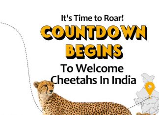 Prime Minister Modi to welcome Cheetahs in India after seven decades at Kuno National Park Prime Minister Modi to welcome Cheetahs in India after seven decades at Kuno National Park