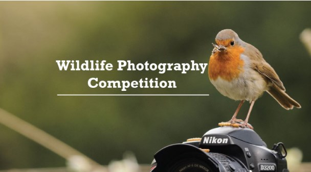 Wild life photography competition from Oct 1, check details below