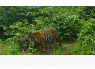 CT-1 tiger brought to Gorewada Rescue Centre CT-1 tiger brought to Gorewada Rescue Centre | Our Nagpur