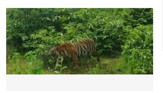 CT-1 tiger brought to Gorewada Rescue Centre | Our Nagpur