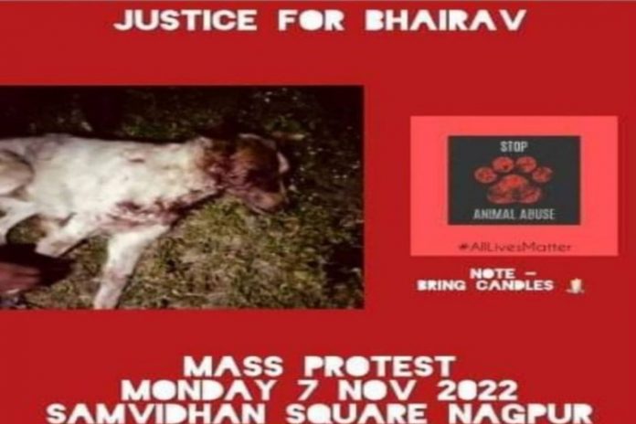 Nagpur demands justice for Bhairav, another victim of animal cruelty in the city