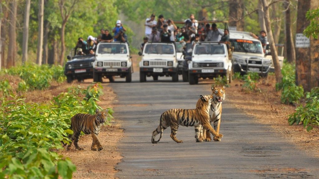 jungle safari near nagpur