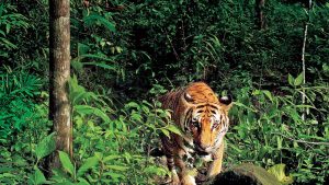 Top 5 Jungle Safari Near Nagpur 