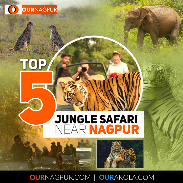 Discover the Thrill of Tiger Safaris Near Nagpur: Top Wildlife Destinations