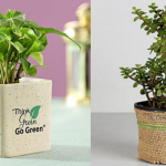 Customized Plants-Giftadda