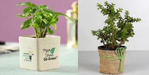 Customized Plants-Giftadda