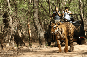 Top 5 Jungle Safari Near Nagpur 