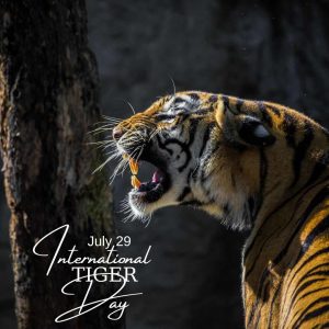 international tiger day 2023