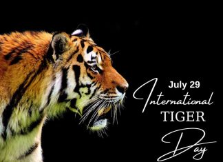 International Tiger Day 2023: History, Significance, and Reasons for Declining Populations of Tigers international tiger day 2023
