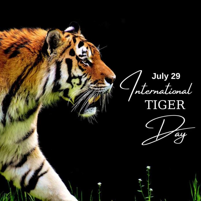international tiger day 2023