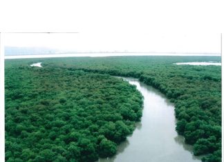 Magical Mangroves Phase 4: the Campaign by Godrej & Boyce and WWF-India Set to Engage Over 20000 Citizens on the Conservation of Mangroves Magical Mangroves Phase 4: the Campaign by Godrej & Boyce and WWF-India Set to Engage Over 20000 Citizens on the Conservation of Mangroves