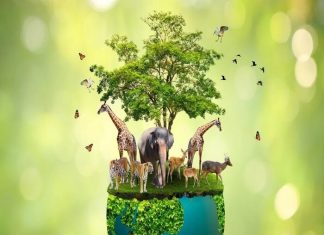 World Wildlife Day 2024: Theme, Wishes, Quotes, History, Significance, and Importance of Wildlife Management World Wildlife Day 2024: Theme, Wishes, Quotes, History, Significance, and Importance of Wildlife Management